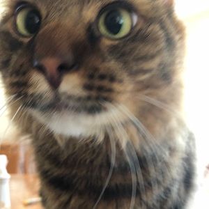 Meet your Posher, Ally